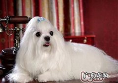 马尔济斯犬多少钱一只？