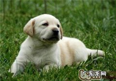 想了解宠物邮寄需求多少钱吗！快来看看吧！