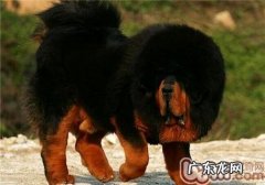 藏獒多少钱一只？2019藏獒价格炽热出炉！