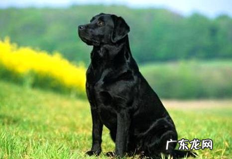 2020年拉布拉多纯种多少钱一只呢?