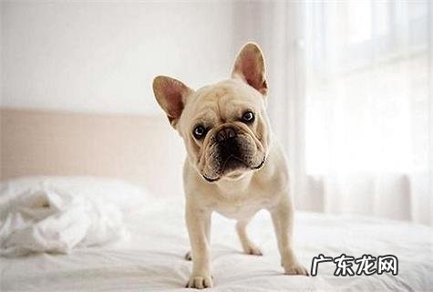 想知道吉娃娃吃哪些狗粮好呢！快来看看