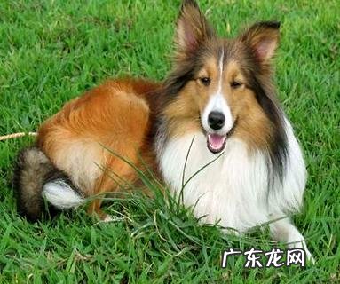 阿拉斯加雪橇犬好养吗？这三点需求留意