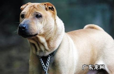 想知道沙皮狗多少钱一只吗?快来看看吧!