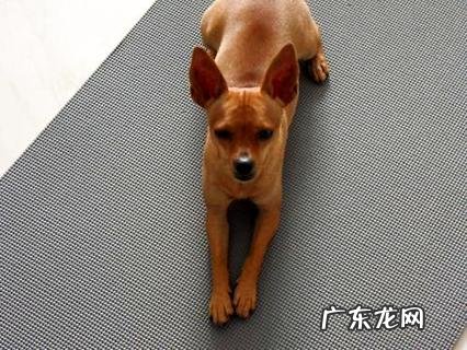 怎么样练习小鹿犬打猎呢？