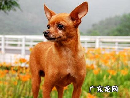 怎么样练习小鹿犬打猎呢？