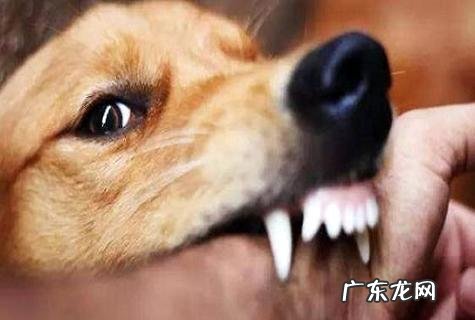 乡村怎样训练狗扑咬?这样的方法或许愈加管用