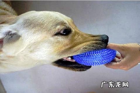 乡村怎样训练狗扑咬?这样的方法或许愈加管用