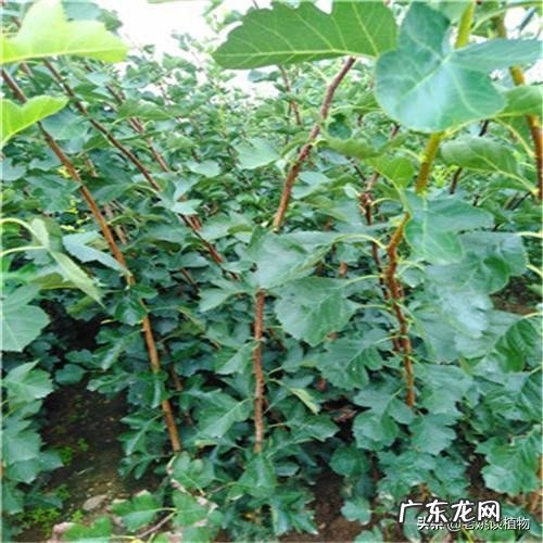 苹果可嫁接山楂吗?怎么操作?