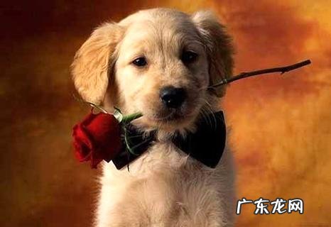 两个月小狗训练方法介绍,这样训练狗很乖