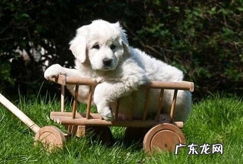 两个月小狗训练方法介绍,这样训练狗很乖