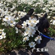 两个月小狗训练方法介绍，这样训练狗很乖