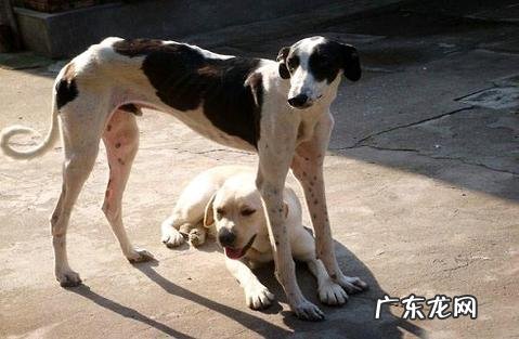 怎样对两个月的灵提犬练习?