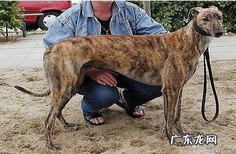 怎样对两个月的灵提犬练习?