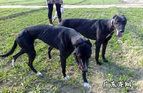 怎样对两个月的灵提犬练习?