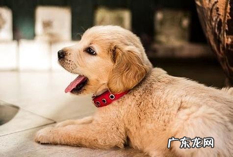 两个小狗能够练习吗?要怎样练习?