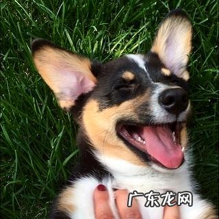 两个小狗能够练习吗?要怎样练习?