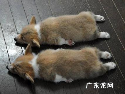 柯基能够练习它站立起来吗?