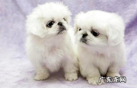 还不知道京巴狗怎么怎么练习?这篇文章告知你