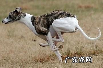 惠比特体型怎样练习?怎么养成好体型?