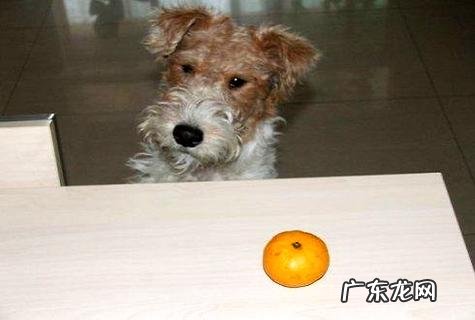 狗狗能吃巧克力吗?狗狗吃了巧克力会怎样?