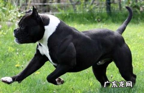 小斗牛犬多少钱一只?由这些要素决议!