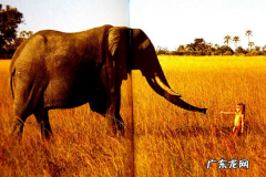 淘宝野生小伙伴在哪里？野生小伙伴怎么关闭？