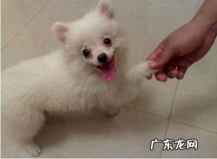 雷米高狗粮怎么样狗狗爱吃吗？