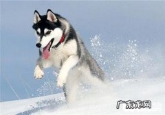 哈士奇多少钱一只 价格由什么决议？