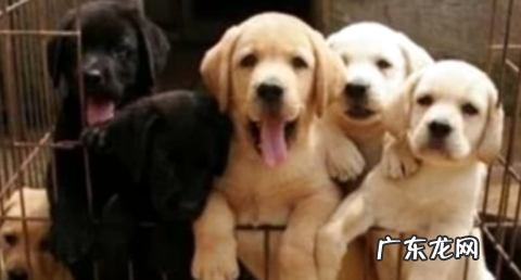 拉布拉多犬价格怎么?值得下手吗?