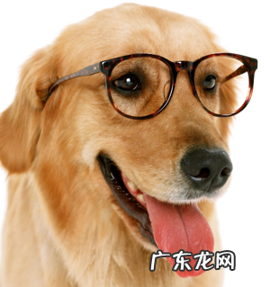 金毛吃什么对毛好?你都了解吗?