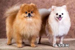 英系博美犬价格到底是怎样定的？