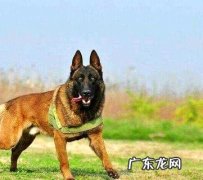 比利时马犬价格