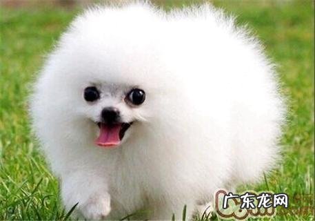 美犬多少钱一只,至少要这个数