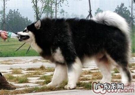 阿拉斯加犬怎样养?