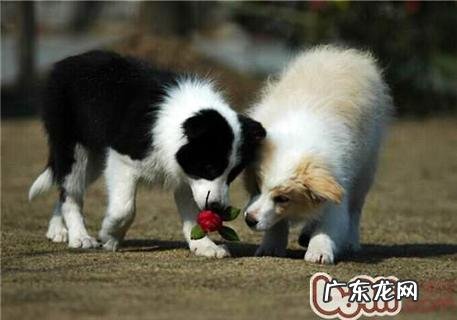 边境牧羊犬怎样养