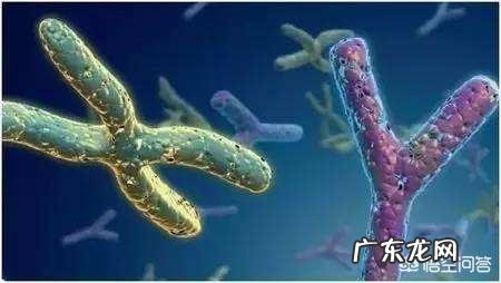 染色体异常能生小孩吗?对孩子有什么影响?