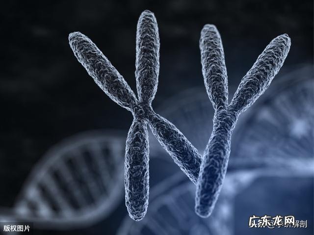 细胞分裂时染色体的数量改变吗?