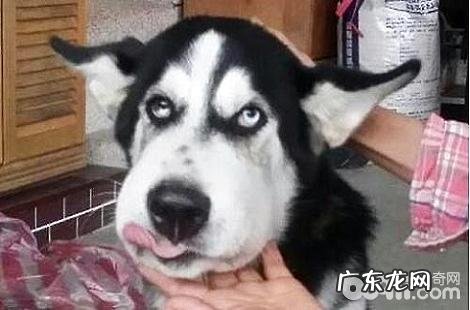 哈士奇的脸肿了要怎么办？