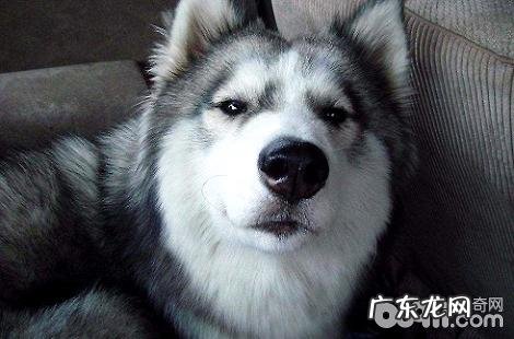 哈士奇的脸肿了要怎么办？