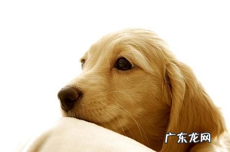 金毛犬这么温柔为什么会咬人?