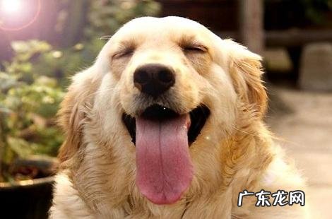 金毛犬这么温柔为什么会咬人?