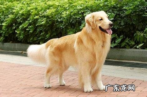 金毛犬这么温柔为什么会咬人?
