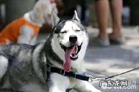 哈士奇掉毛掉到失望?怎么能缓解掉毛的状况?