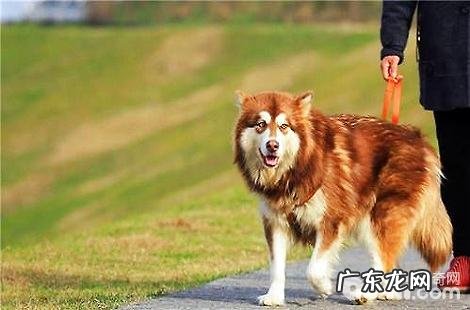 给阿拉斯加吃三文鱼有没有什么优点？