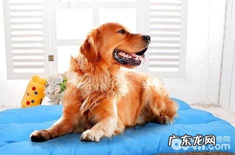 金毛犬怎么养殖能愈加健康?