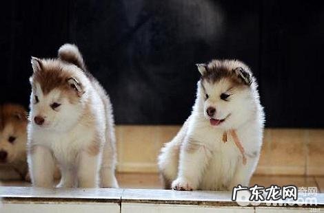 阿拉斯加的毛发欠好能够吃卵磷脂吗？