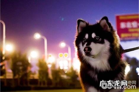 阿拉斯加洗澡要多久一次最好?