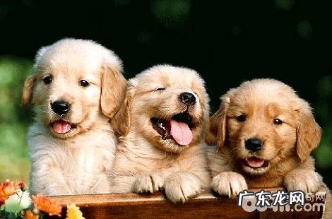 金毛犬的性情怎么样？好养吗？