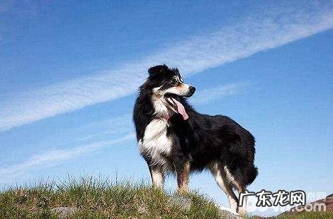 一般的大虾能给边境牧羊犬吃吗？