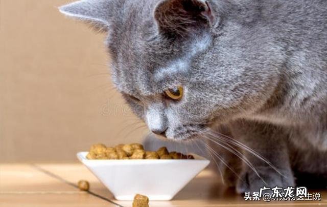 猫咪饭量都比较小,两岁了才6斤重,怎么样才能成功的把它养肥呢
